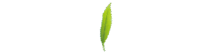 kashoan logo